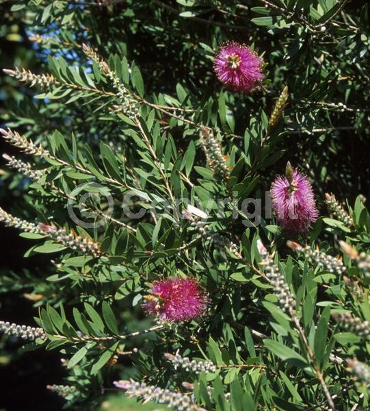 Purple blooms; Evergreen