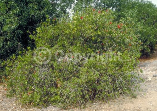 Red blooms; Evergreen