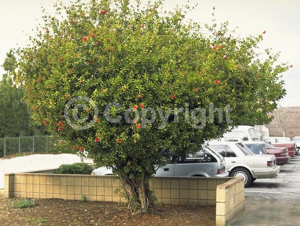 Red blooms; Evergreen