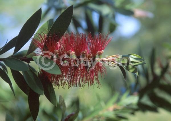 Red blooms; Evergreen