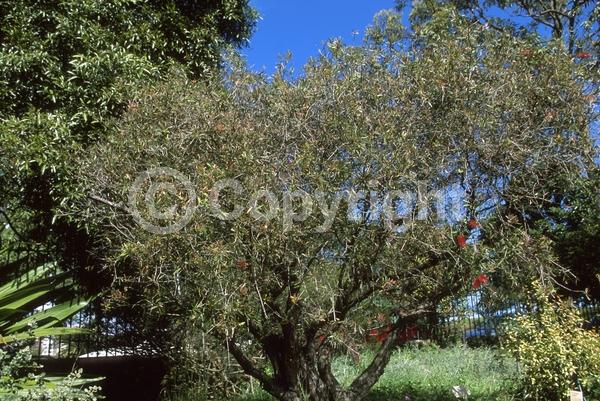 Red blooms; Evergreen