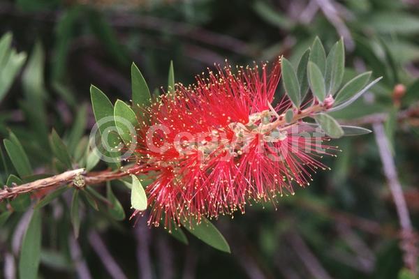 Red blooms; Evergreen