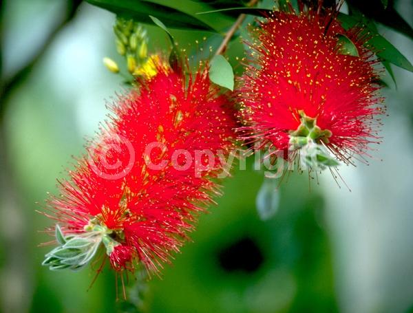 Red blooms; Evergreen