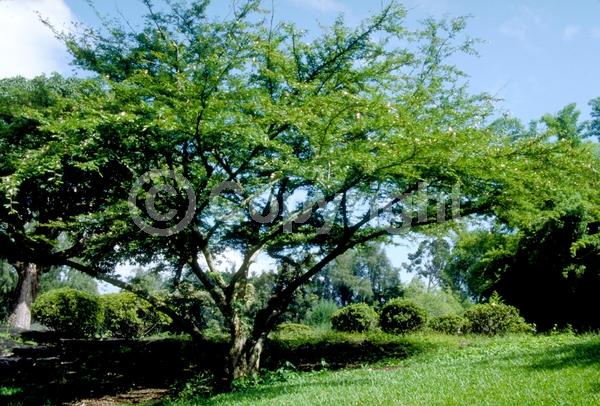 Red blooms; Pink blooms; Evergreen; Needles or needle-like leaf