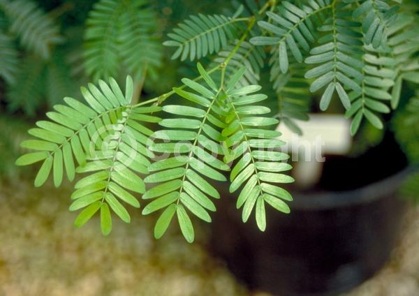 Red blooms; Pink blooms; Evergreen; Needles or needle-like leaf
