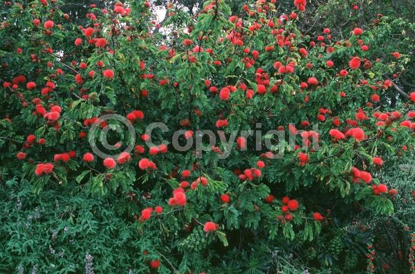 Red blooms; Pink blooms; Evergreen; Needles or needle-like leaf