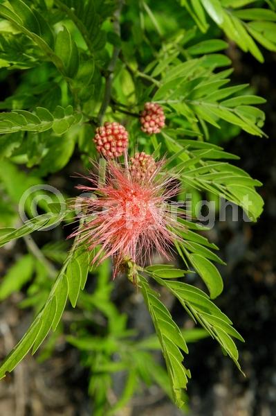 Red blooms; Pink blooms; Evergreen; Needles or needle-like leaf