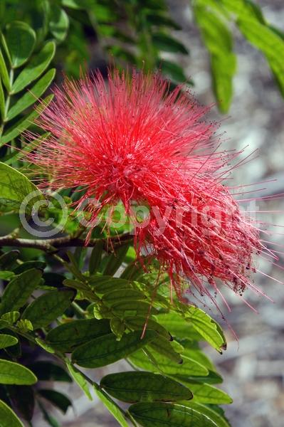 Red blooms; Pink blooms; Evergreen; Needles or needle-like leaf