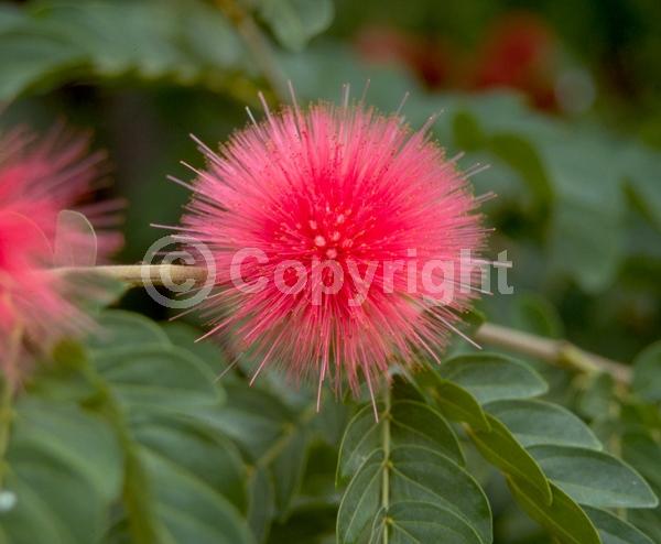 Red blooms; Pink blooms; Evergreen; Needles or needle-like leaf