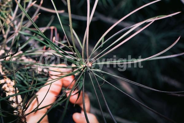 Red blooms; Evergreen