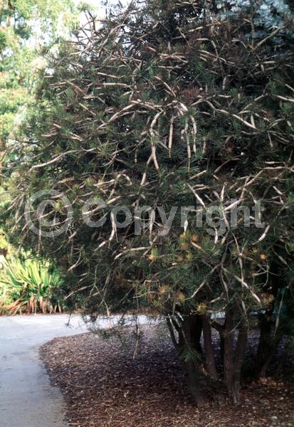 Red blooms; Evergreen