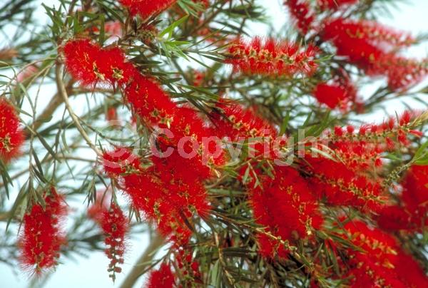 Red blooms; Evergreen; Broadleaf