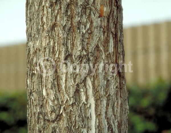 Red blooms; Evergreen; Broadleaf