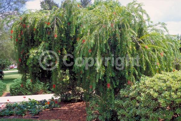 Red blooms; Evergreen; Broadleaf