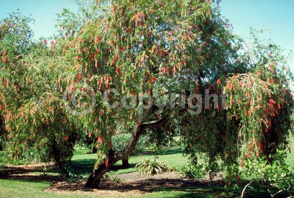 Red blooms; Evergreen; Broadleaf