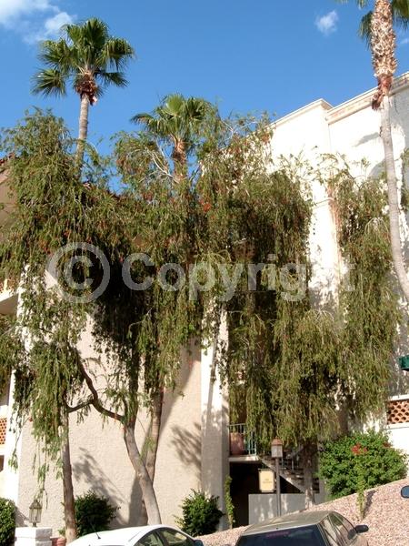 Red blooms; Evergreen; Broadleaf