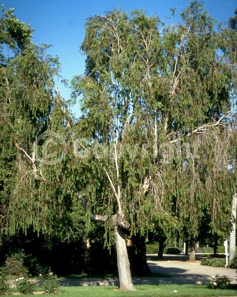 Red blooms; Evergreen; Broadleaf