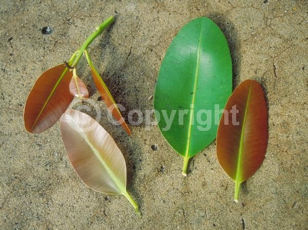White blooms; Evergreen; Broadleaf; North American Native