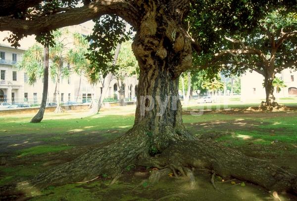 White blooms; Evergreen; Broadleaf; North American Native
