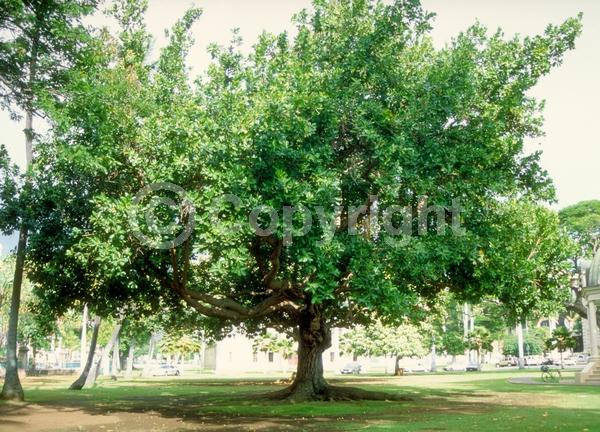 White blooms; Evergreen; Broadleaf; North American Native