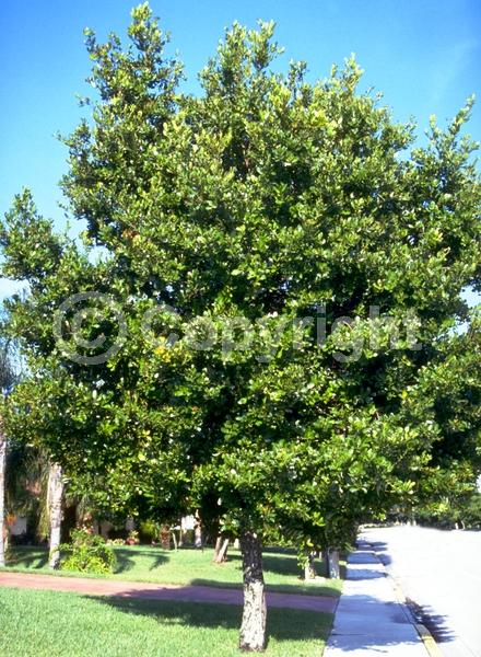 White blooms; Evergreen; Broadleaf; North American Native