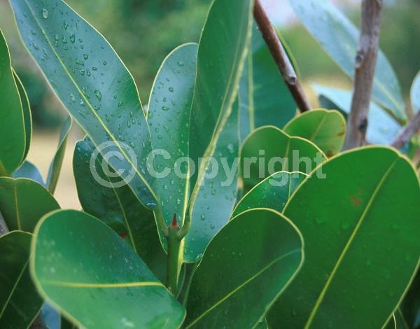 White blooms; Evergreen; Broadleaf; 