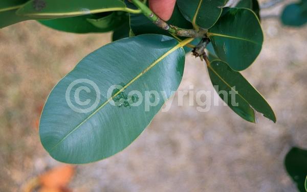 White blooms; Evergreen; Broadleaf; 