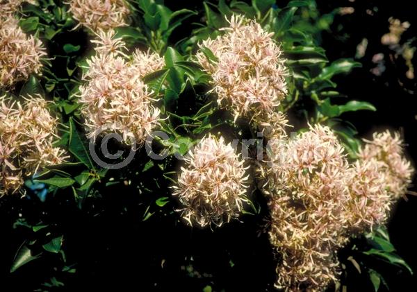 White blooms; Pink blooms; Evergreen; Needles or needle-like leaf