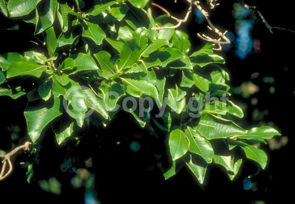 White blooms; Pink blooms; Evergreen; Needles or needle-like leaf