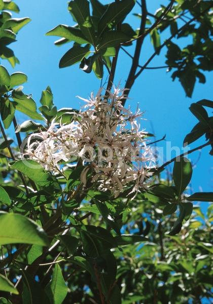 White blooms; Pink blooms; Evergreen; Needles or needle-like leaf