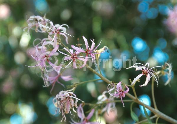 White blooms; Pink blooms; Evergreen; Needles or needle-like leaf