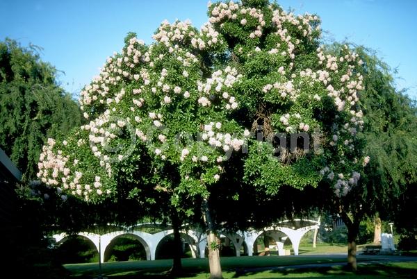 White blooms; Pink blooms; Evergreen; Needles or needle-like leaf