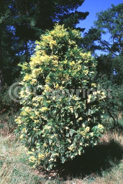 Unknown blooms; Evergreen; Needles or needle-like leaf; North American Native