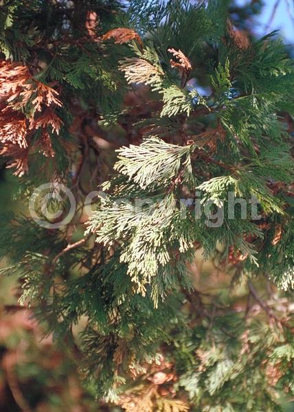 Unknown blooms; Evergreen; Needles or needle-like leaf; North American Native