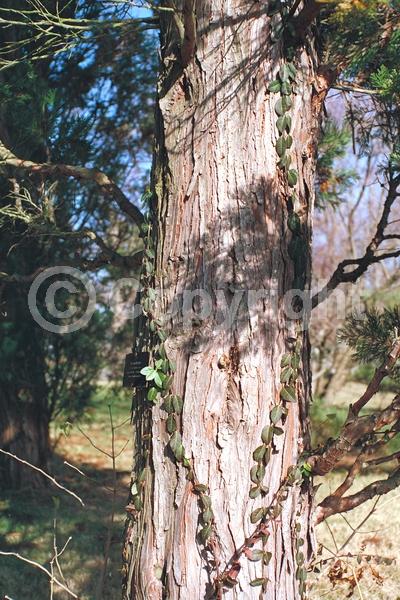 Unknown blooms; Evergreen; Needles or needle-like leaf; North American Native