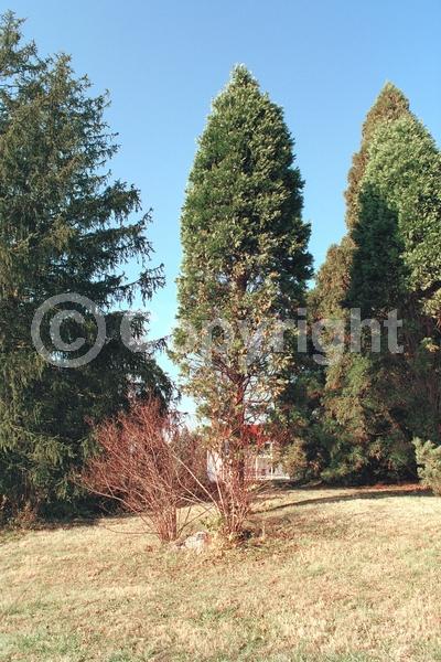 Unknown blooms; Evergreen; Needles or needle-like leaf; North American Native