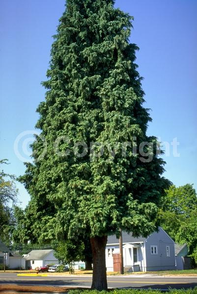 Unknown blooms; Evergreen; Needles or needle-like leaf; North American Native