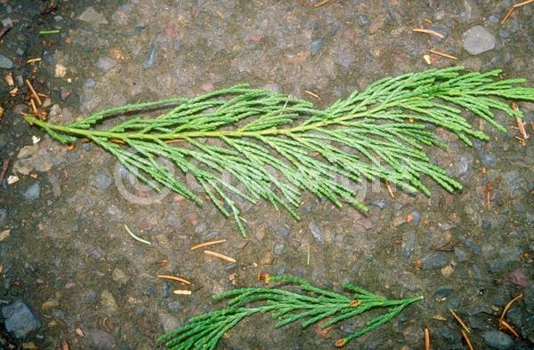 Unknown blooms; Evergreen; Needles or needle-like leaf; North American Native