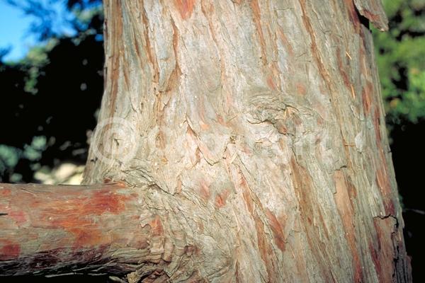 Unknown blooms; Evergreen; Needles or needle-like leaf; North American Native