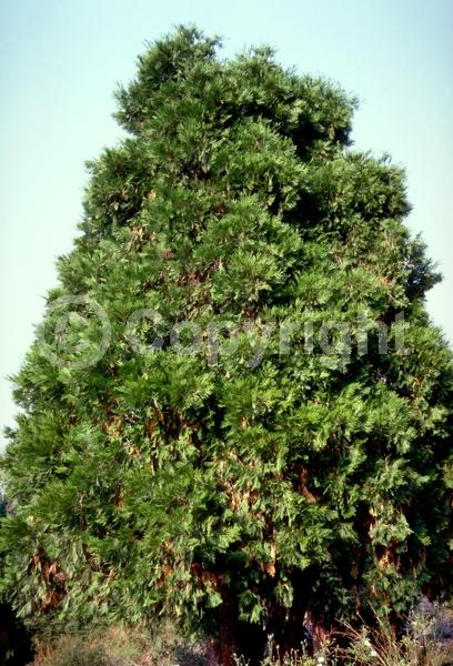 Unknown blooms; Evergreen; Needles or needle-like leaf; North American Native