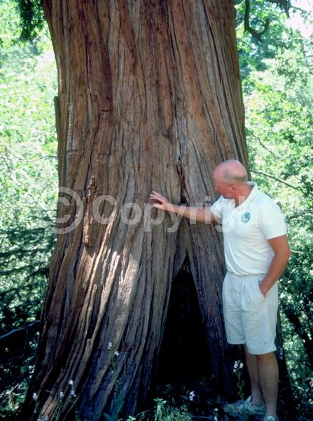 Unknown blooms; Evergreen; Needles or needle-like leaf; North American Native