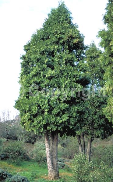 Unknown blooms; Evergreen; Needles or needle-like leaf; North American Native