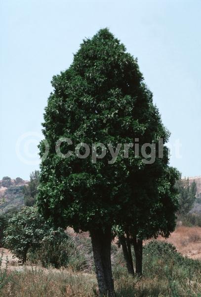 Unknown blooms; Evergreen; Needles or needle-like leaf; North American Native