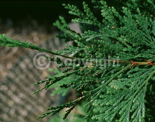 Unknown blooms; Evergreen; Needles or needle-like leaf; North American Native