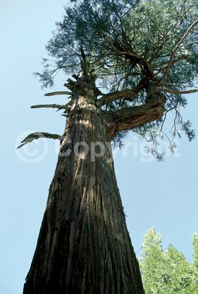 Unknown blooms; Evergreen; Needles or needle-like leaf; North American Native