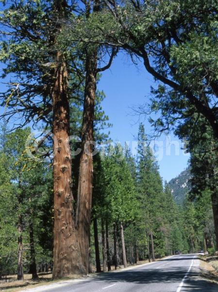 Unknown blooms; Evergreen; Needles or needle-like leaf; North American Native
