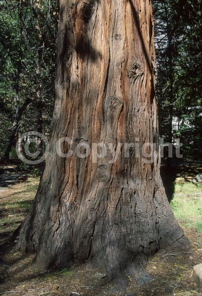 Unknown blooms; Evergreen; Needles or needle-like leaf; North American Native