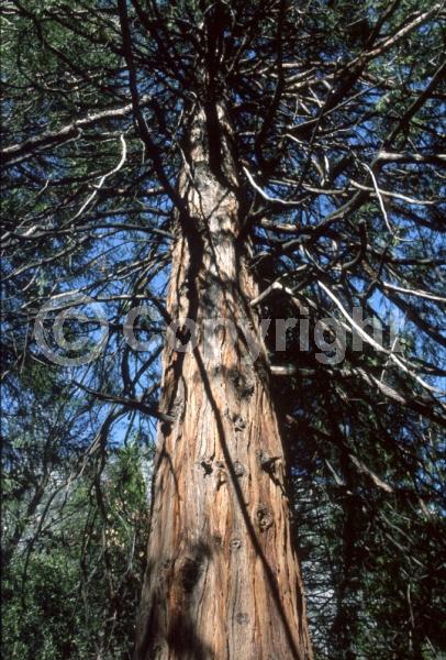 Unknown blooms; Evergreen; Needles or needle-like leaf; North American Native