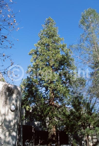 Unknown blooms; Evergreen; Needles or needle-like leaf; North American Native