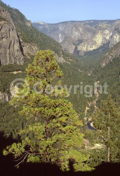 Unknown blooms; Evergreen; Needles or needle-like leaf; North American Native